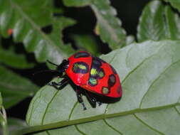 Image of <i>Poecilocoris druraei</i>