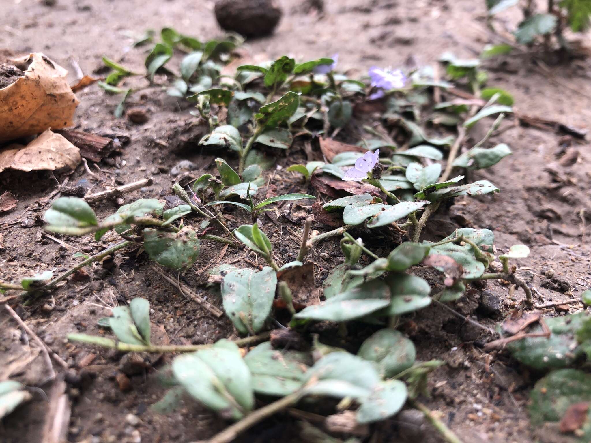 Image of Dwarf Bindweed