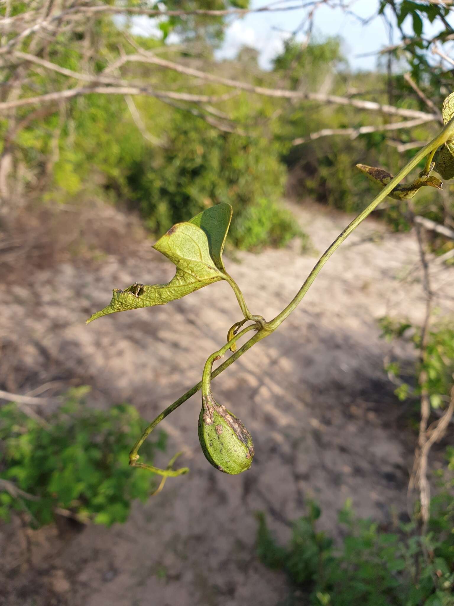 Image de Aristolochia albida Duch.