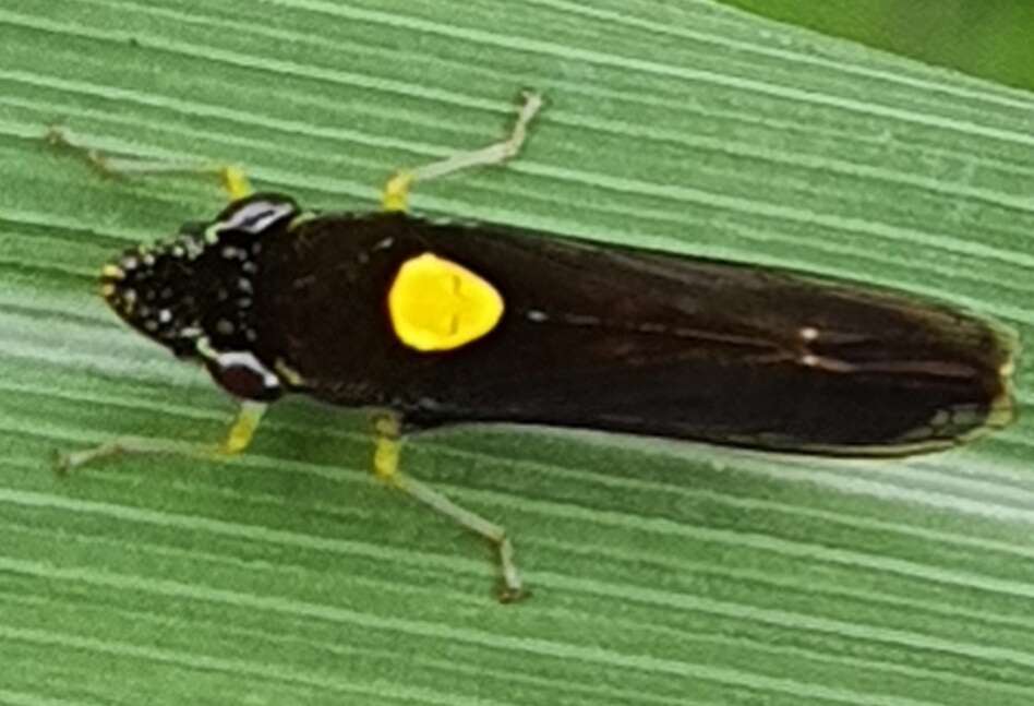 Image of Acrogonia nigriceps (Signoret 1855)