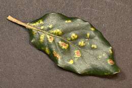 Image of <i>Aceria ilicis</i>