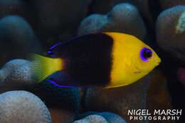 Image of Cocos angelfish