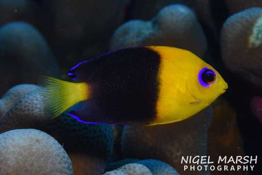 Image of Cocos angelfish