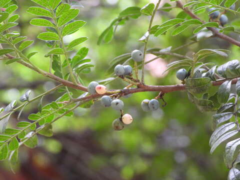 Image of Pistacia weinmannifolia J. Poisson ex Franch.