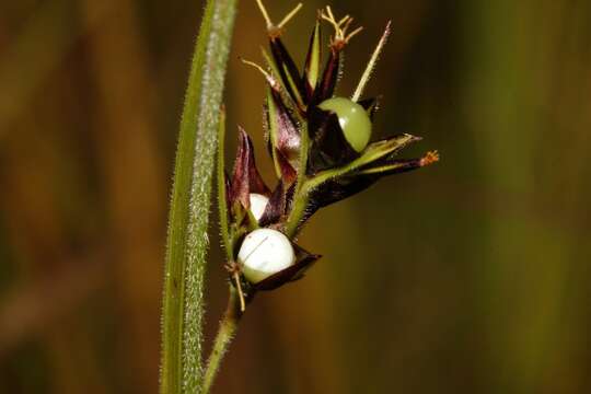 Image de Scleria foliosa Hochst. ex A. Rich.