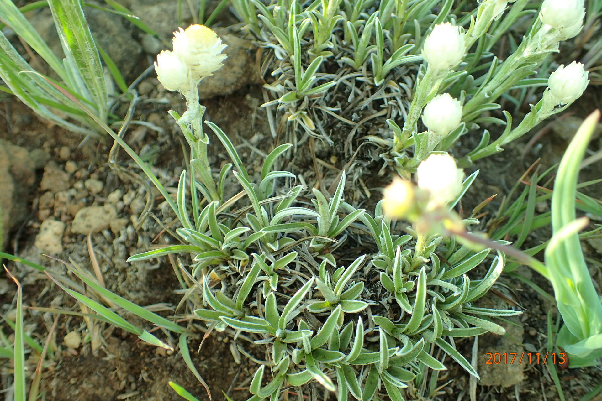 Image of Dwarf Everlasting