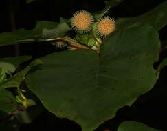 Image of Adina cordifolia (Roxb.) Brandis