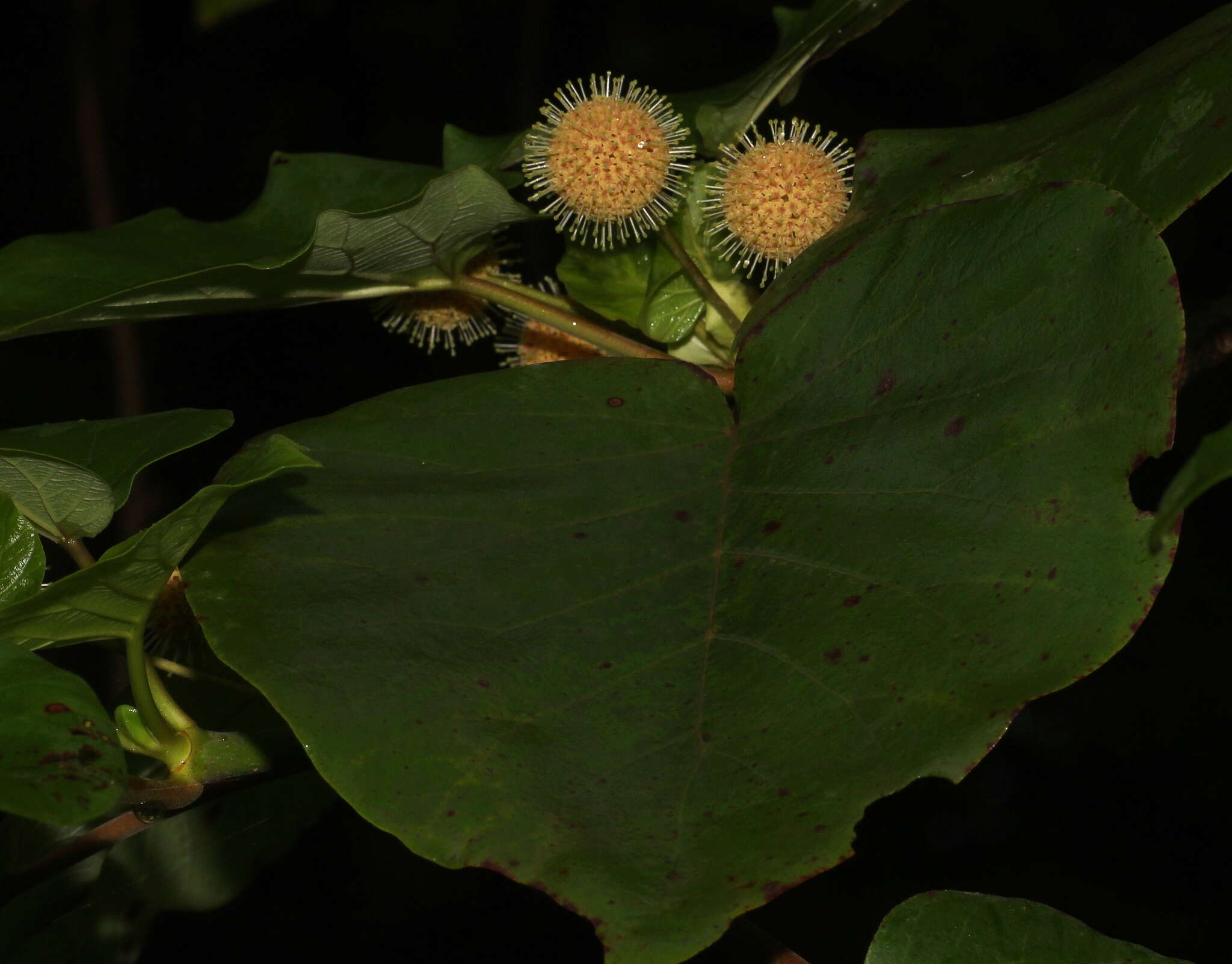 Image of Adina cordifolia (Roxb.) Brandis