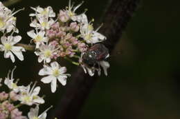 Image of Hoplia (Decamera) philanthus (Fuessly 1775)