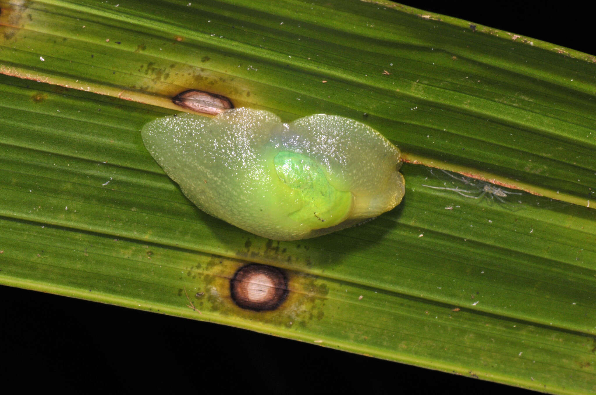 Imagem de <i>Gaeotis nigrolineata</i>