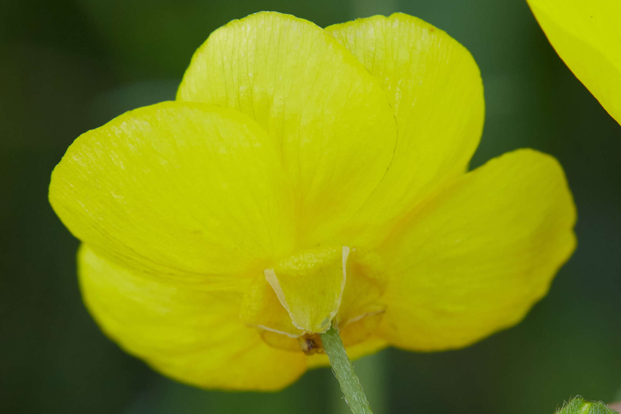 Image of Sacramento Valley Buttercup