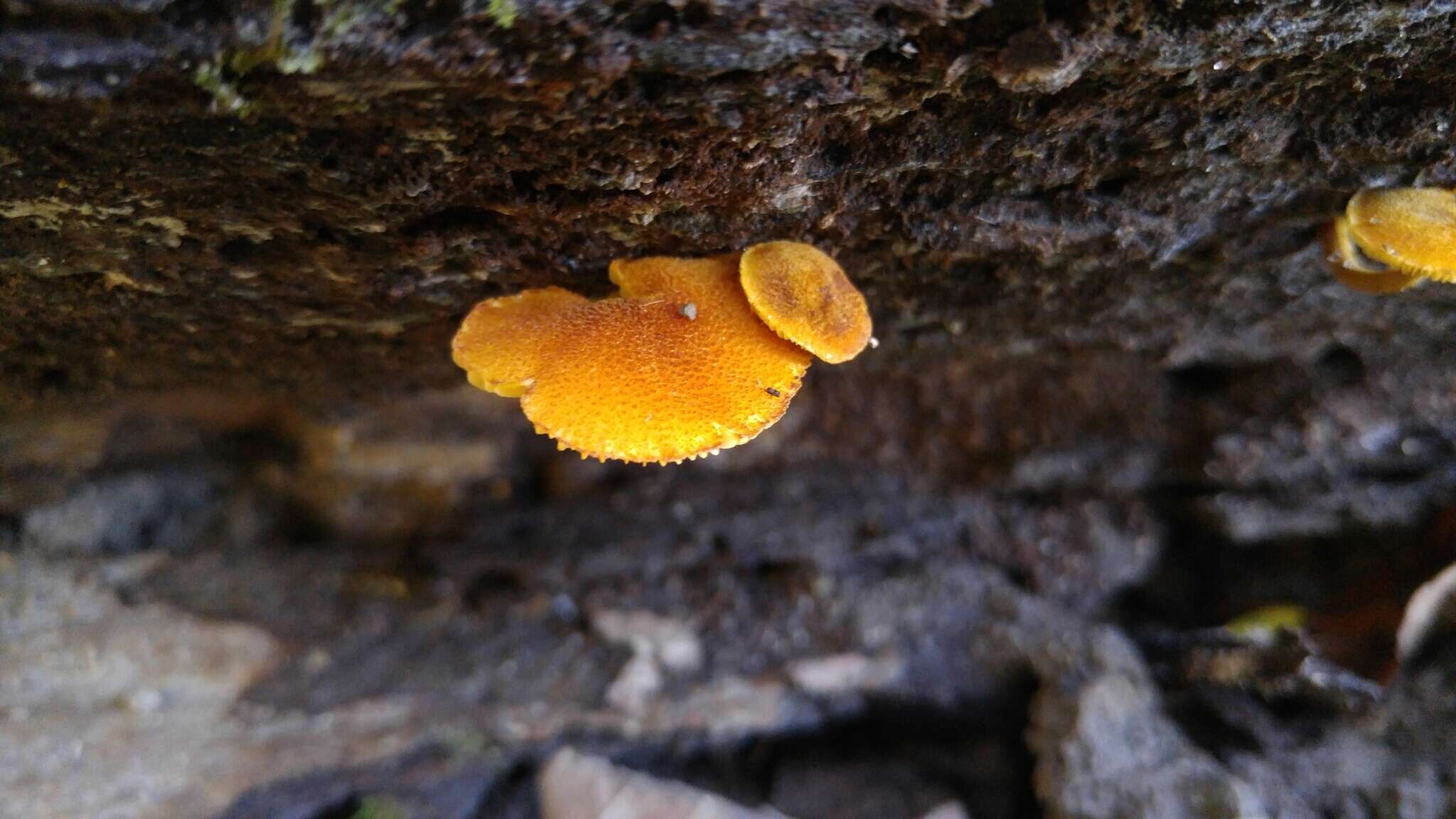 Imagem de Phaeomarasmius proximans (A. H. Sm. & Hesler) Singer 1989