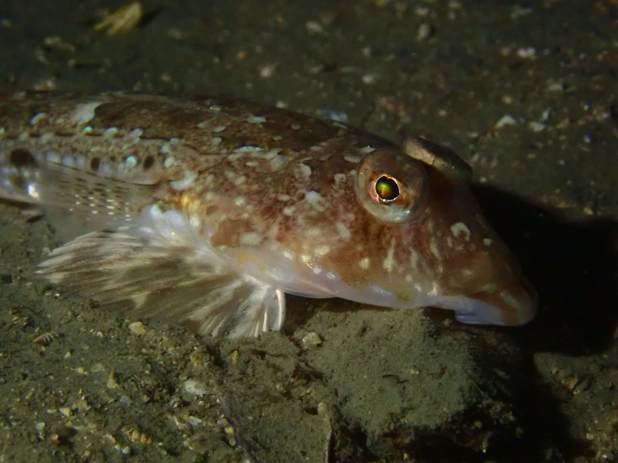 Image of Common Dragonet