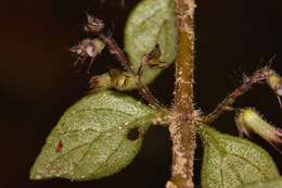 صورة Plectranthus efoliatus (De Wild.) A. J. Paton