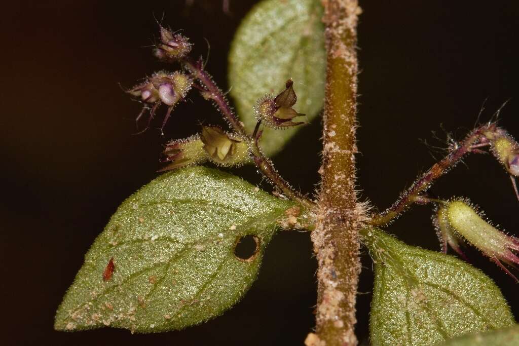 Image of Plectranthus efoliatus (De Wild.) A. J. Paton