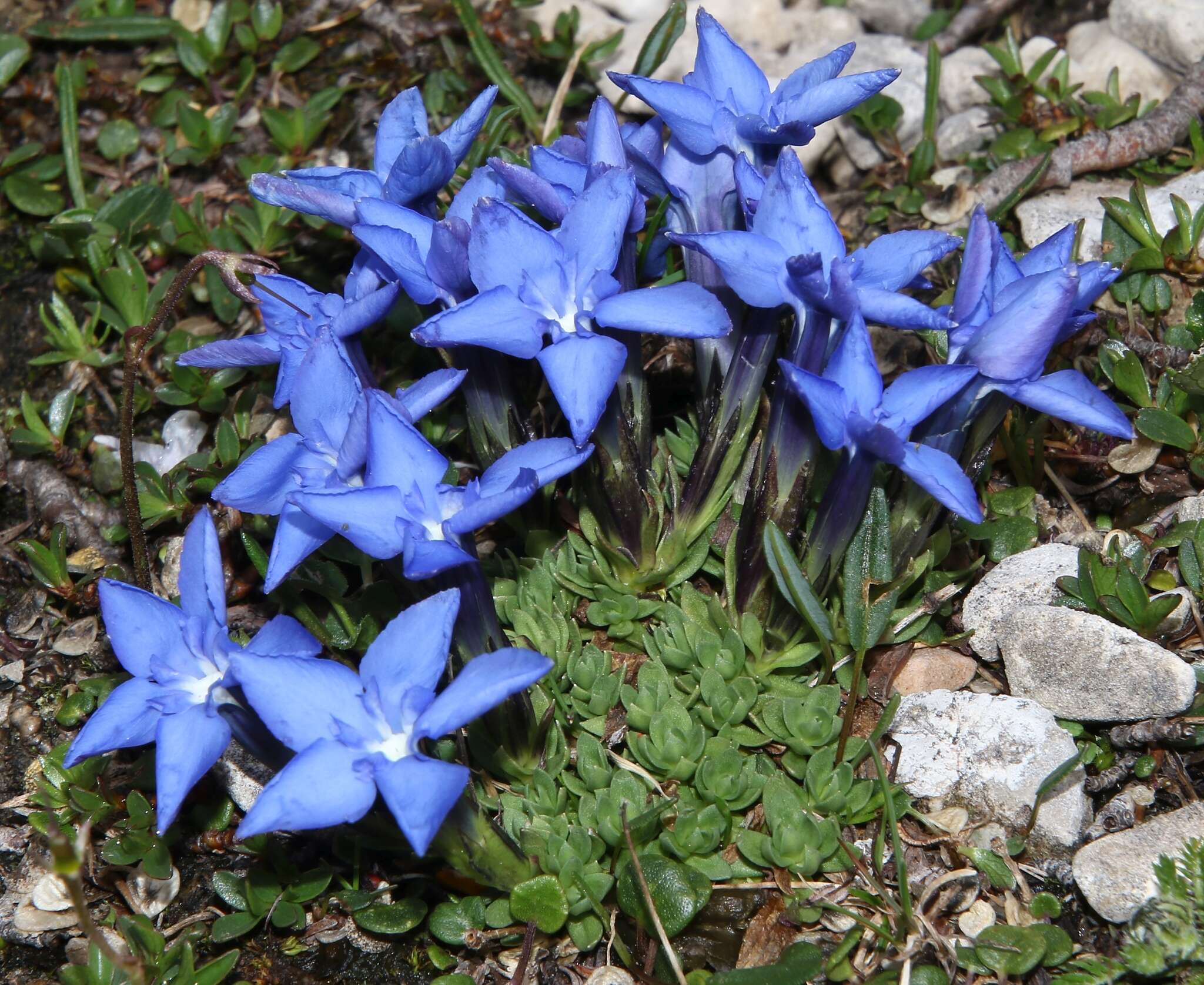 Image of Gentiana terglouensis subsp. terglouensis