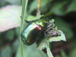 Mimela splendens (Gyllenhal 1817) resmi