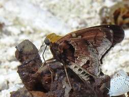 Image of Mercurial Skipper