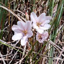 Image of Tritonia bakeri subsp. lilacina (L. Bolus) M. P. de Vos