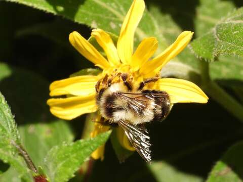 Image of Wilmatte's Bumble Bee