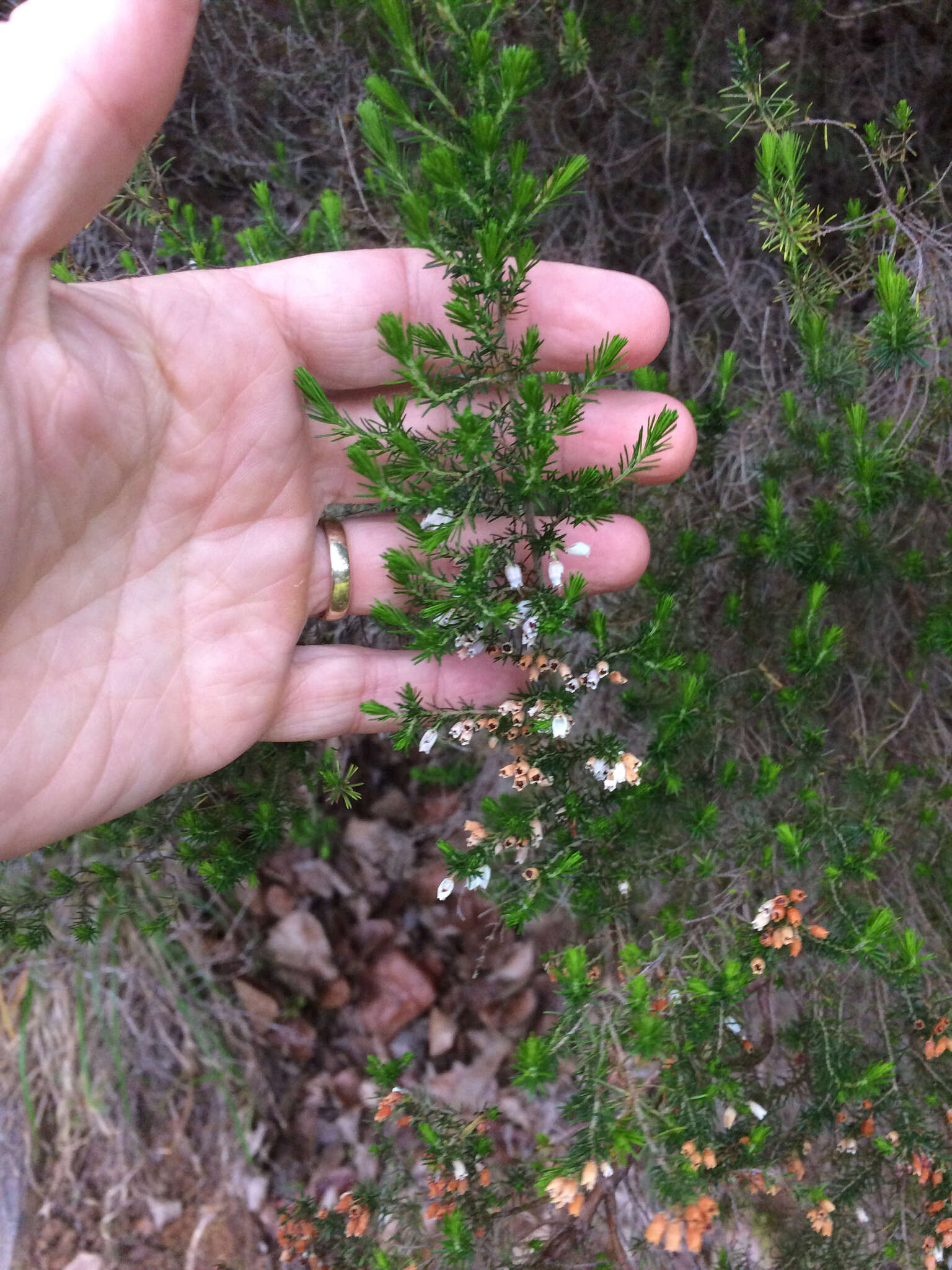 Image of Portuguese Heath