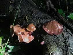 Image de Auricularia fuscosuccinea (Mont.) Henn. 1893