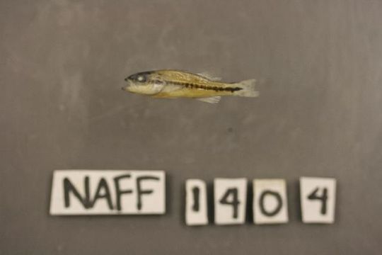 539.rmayb img 1660 1177686502 jpg.580x360