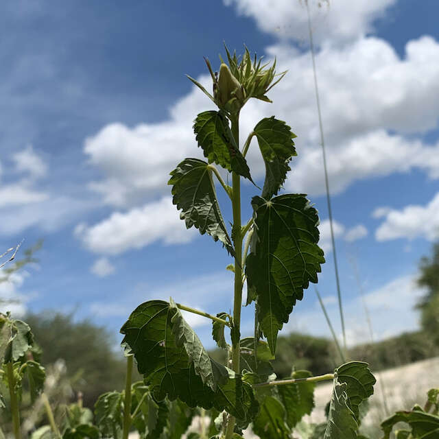 Image of Dongola hibiscus