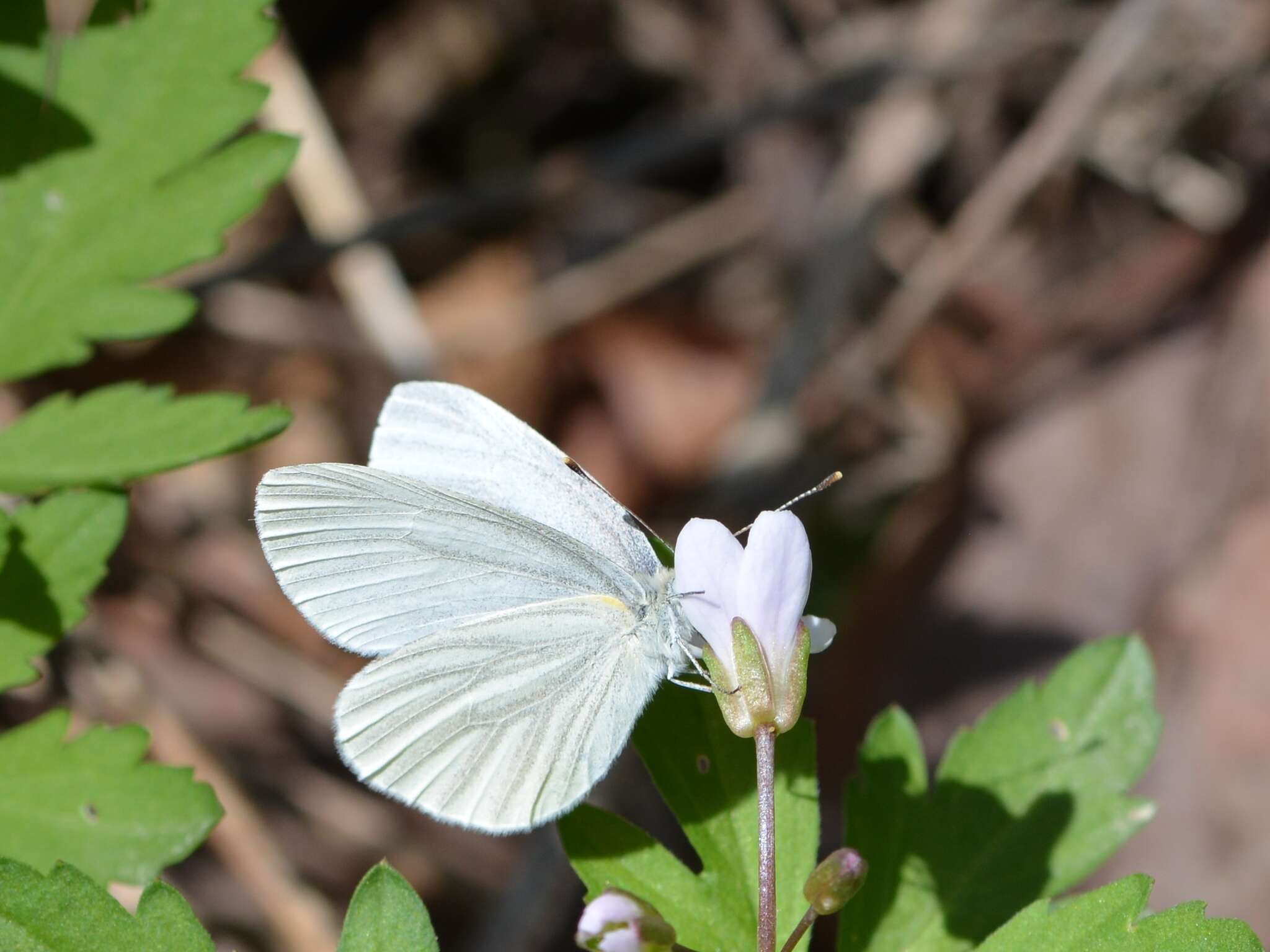 Image of West Virginia White