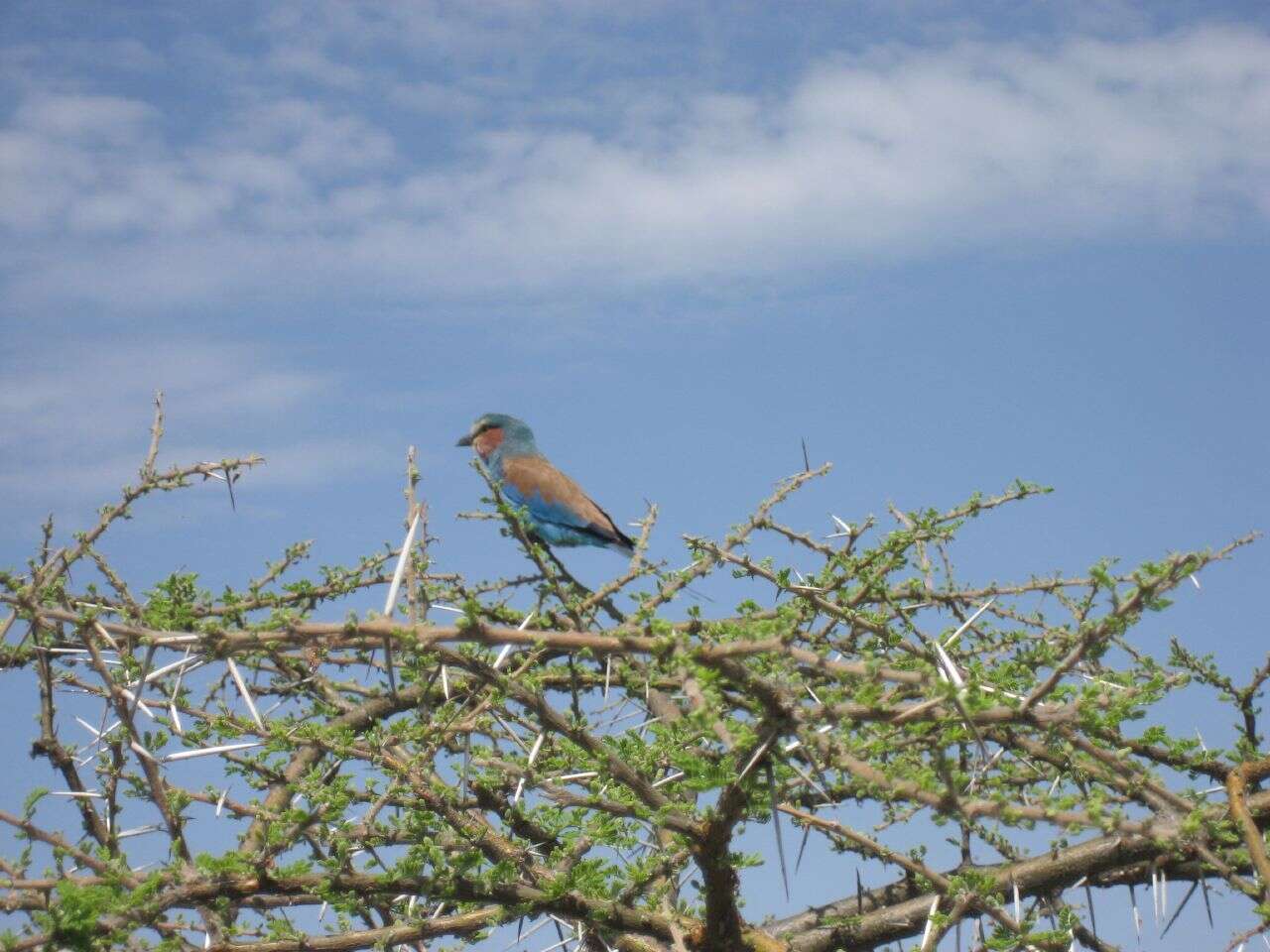 Image de Coracias caudatus lorti Shelley 1885