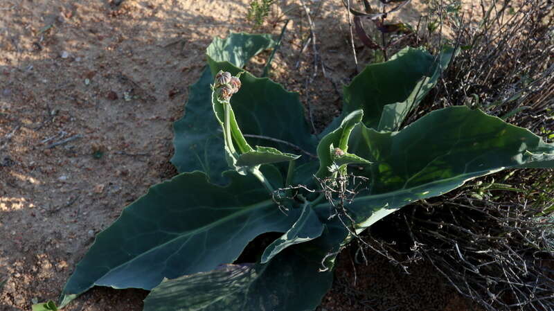 Plancia ëd Othonna macrophylla DC.