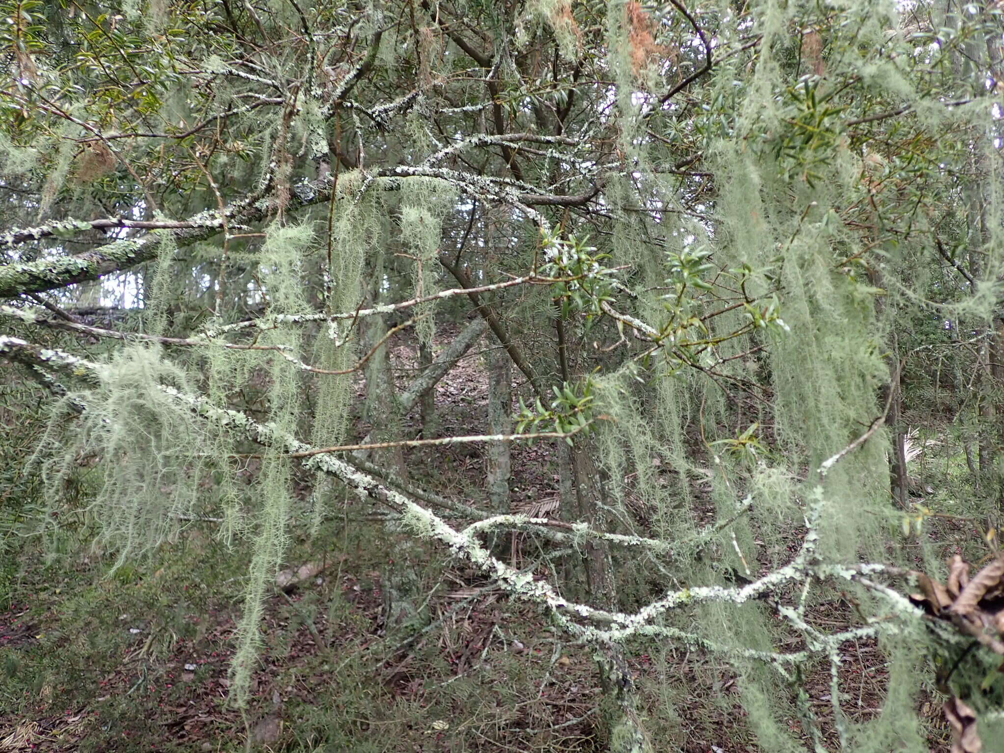 Image of beard lichen