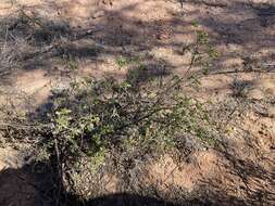 صورة Eremophila serrulata (A. DC.) Druce