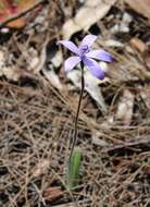 Caladenia sericea Lindl.的圖片