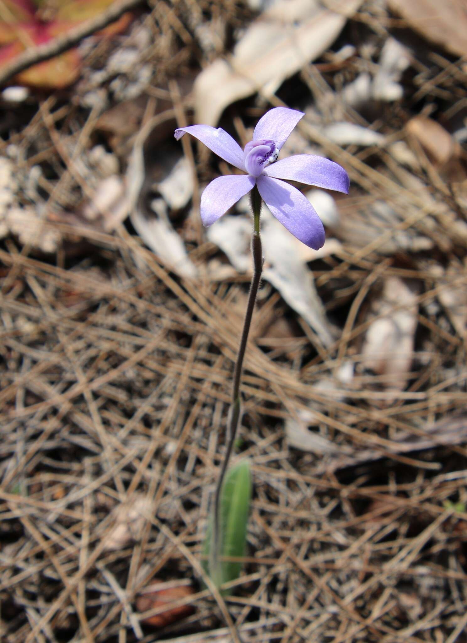 Image of Caladenia sericea Lindl.