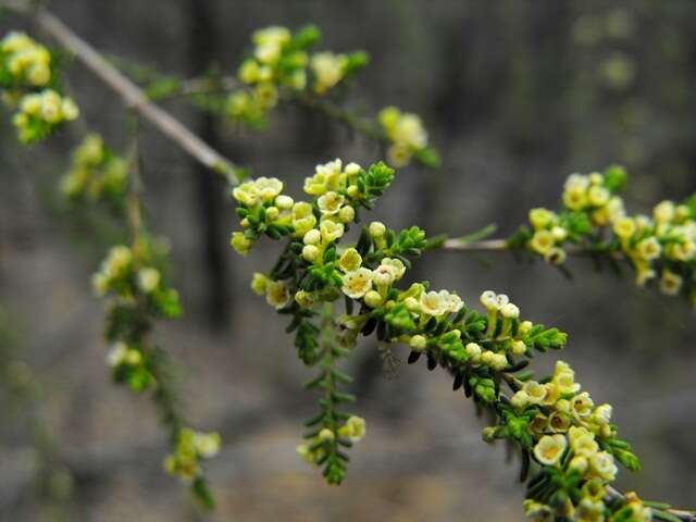 Image of Micromyrtus carinata A. R. Bean