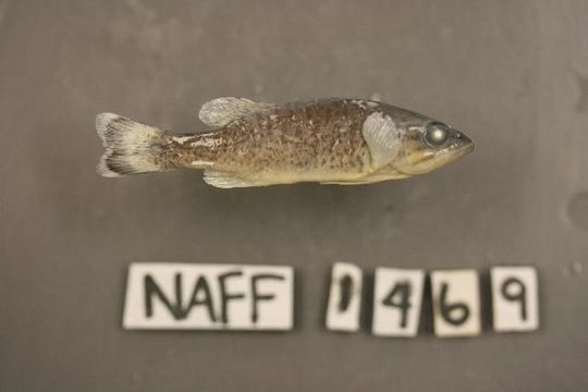539.rmayb img 1720 1177686582 jpg.580x360