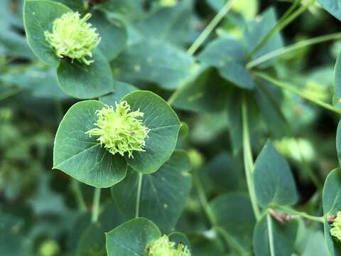 Image of Euphorbia squamosa Willd.