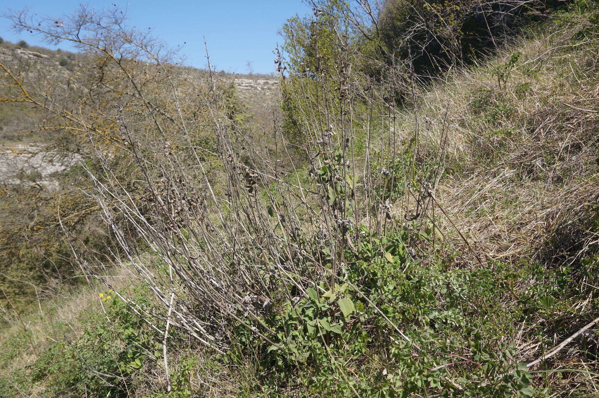 Image of Salvia tomentosa Mill.