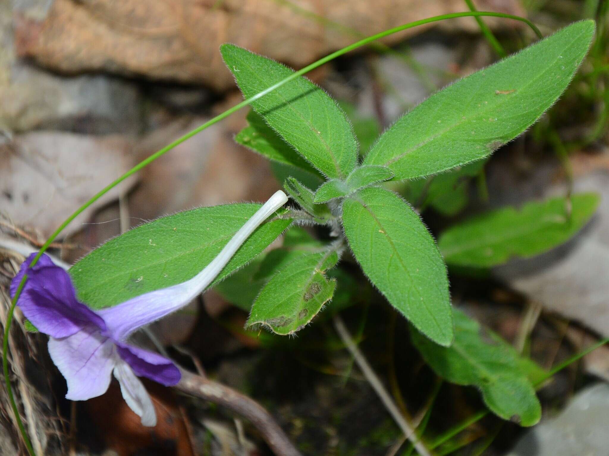 Imagem de Ruellia longepetiolata (Oerst.) Hemsl.