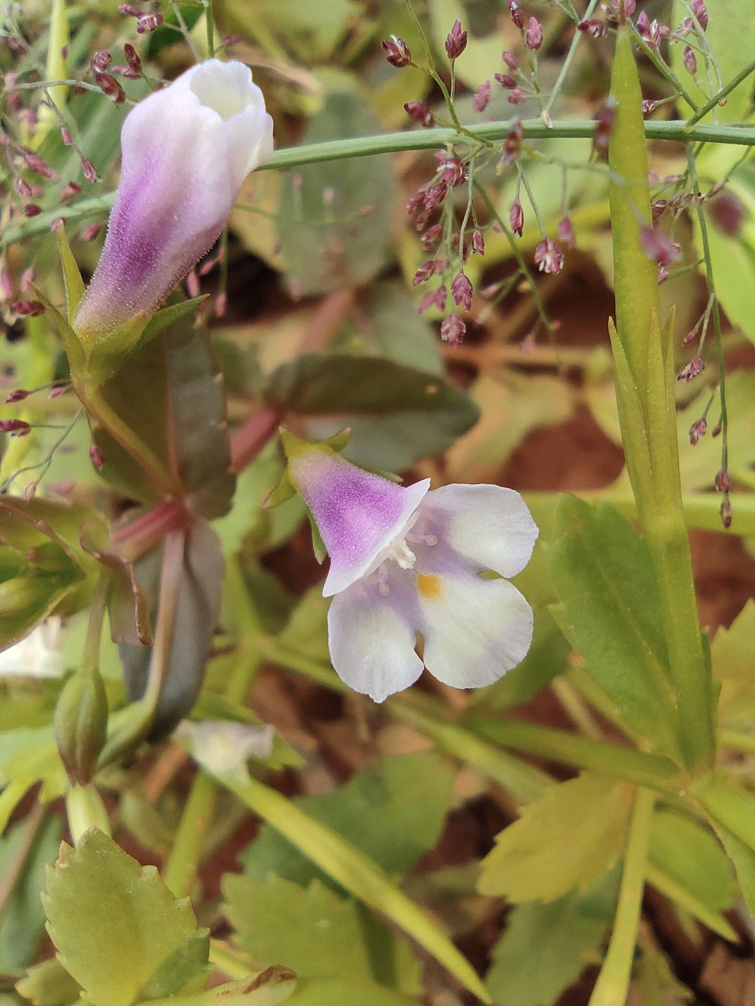 Image of <i>Torenia anagallis</i>