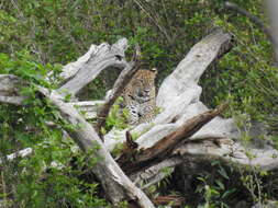 Imagem de Leopardo do Sri Lanka