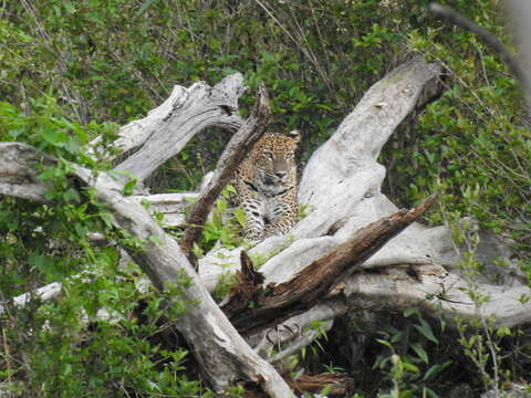 Image of Sri Lankan leopard