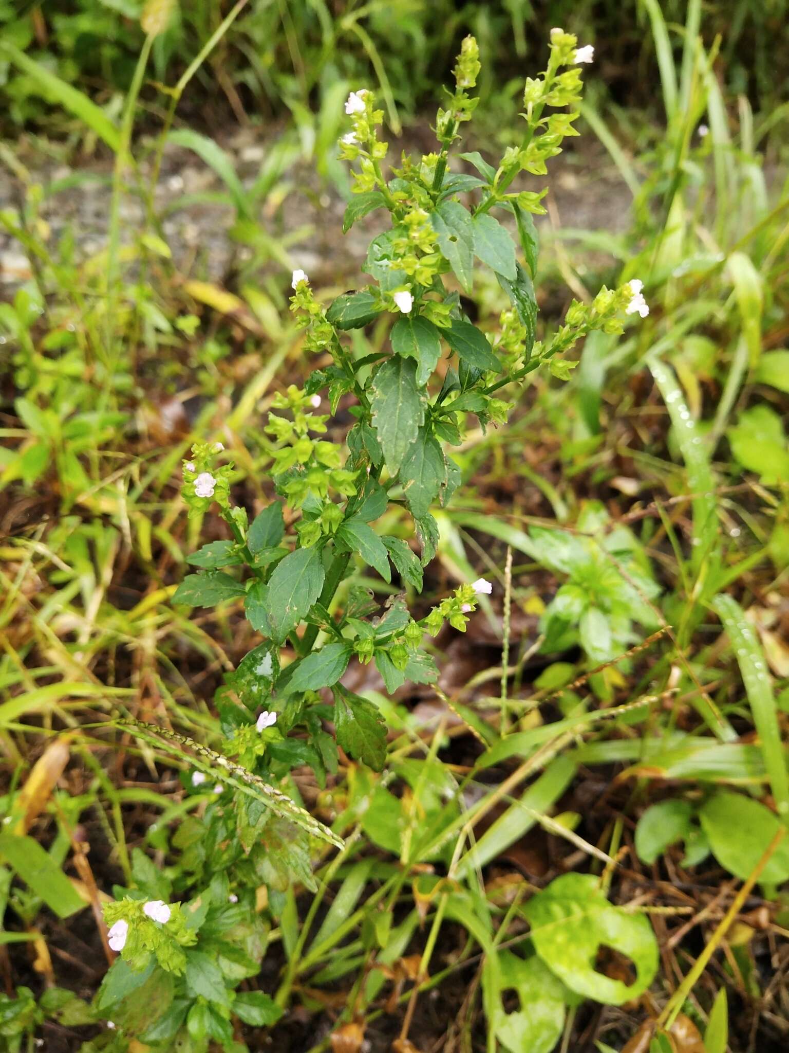 Mosla scabra (Thunb.) C. Y. Wu & H. W. Li resmi