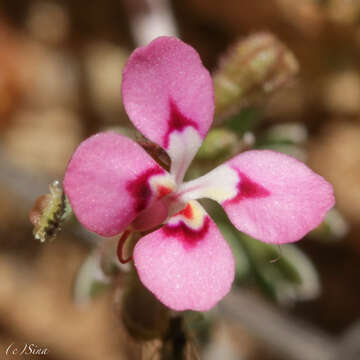 Image of Stylidium dielsianum E. Pritz.