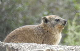 Image of Procavia capensis capensis (Pallas 1766)