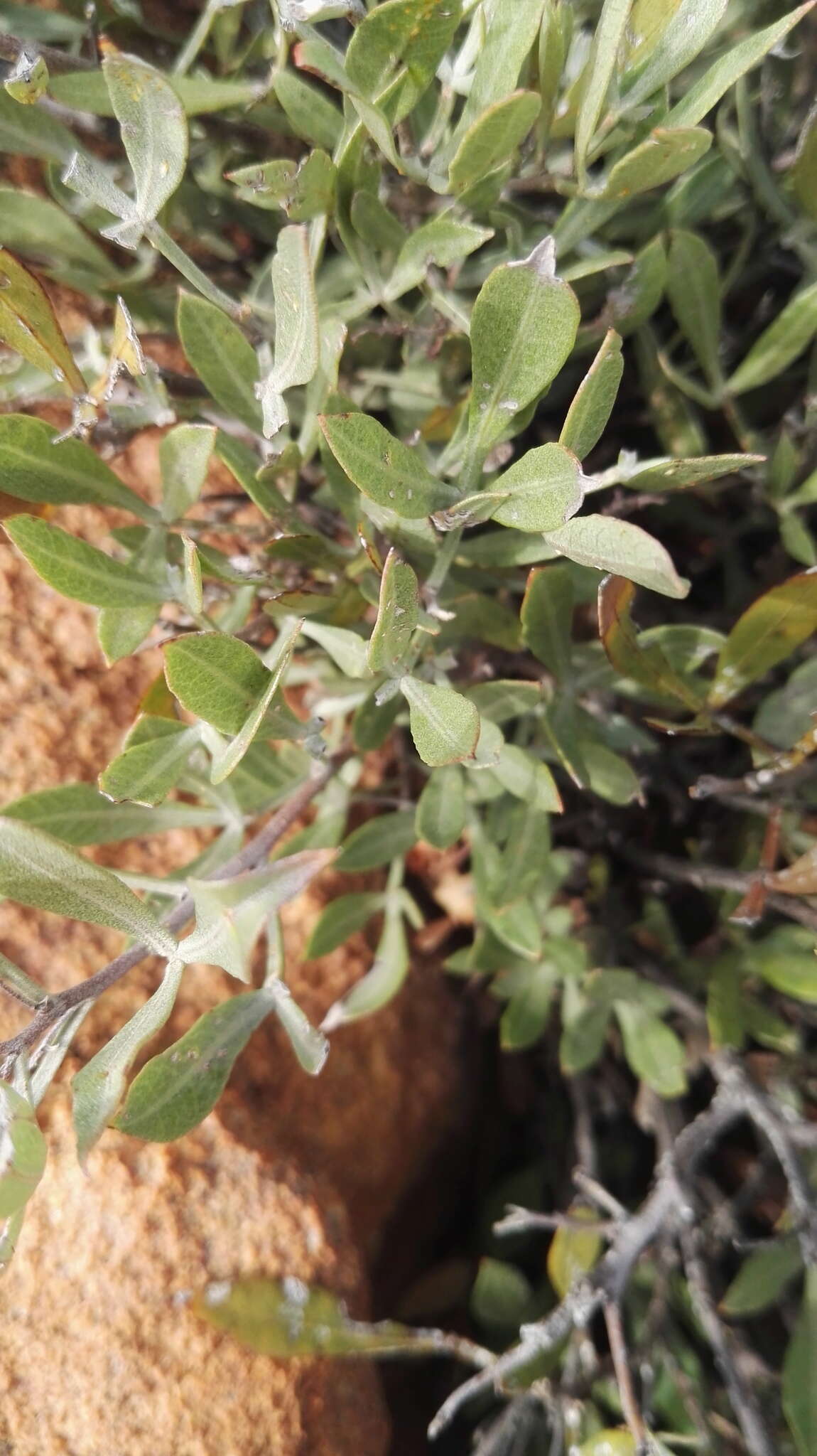 Image of Searsia magalismontana subsp. magalismontana