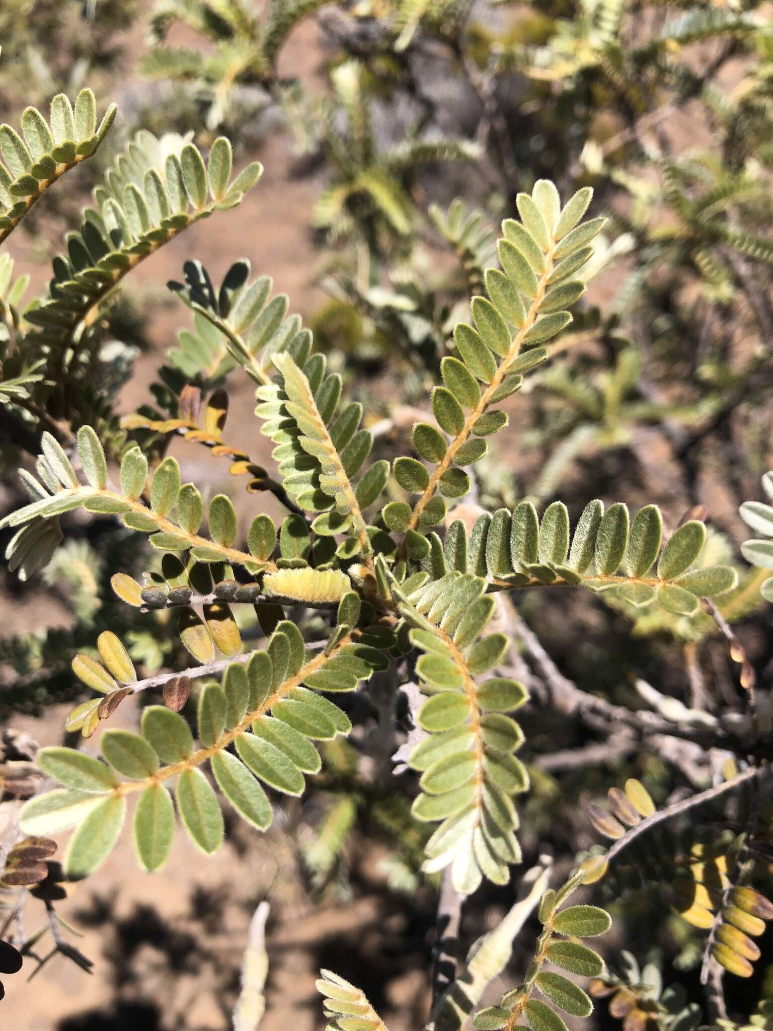 Image of Sophora denudata Bory