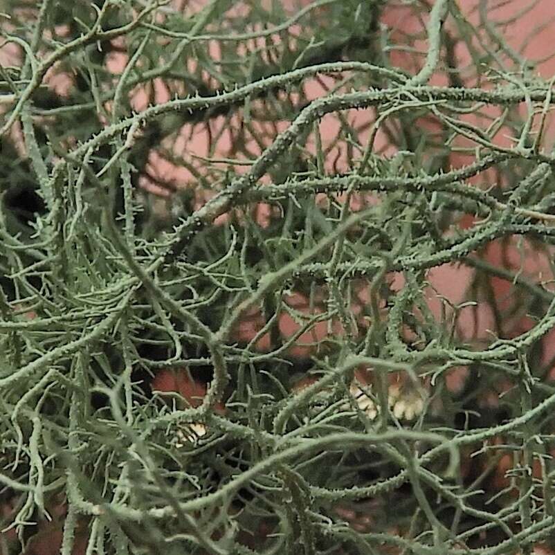 Image of Bloody beard lichen;   Beard lichen