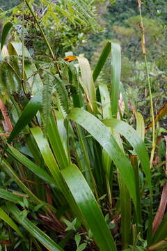 Image de Machaerina iridifolia (Bory) T. Koyama